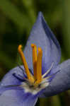 Prairie pleatleaf